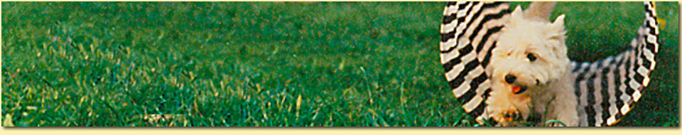 Barbara Pietrusky - Verhaltenspsychologie fr Hunde