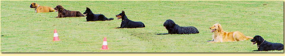 Barbara Pietrusky - Verhaltenspsychologie fr Hunde