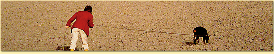 Barbara Pietrusky - Verhaltenspsychologie fr Hunde