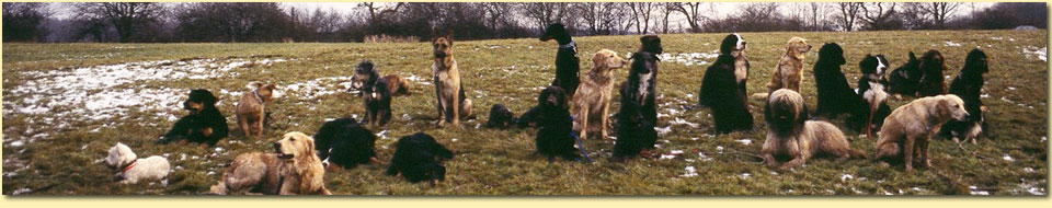 Barbara Pietrusky - Verhaltenspsychologie fr Hunde