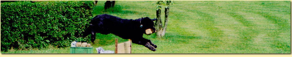 Barbara Pietrusky - Verhaltenspsychologie fr Hunde