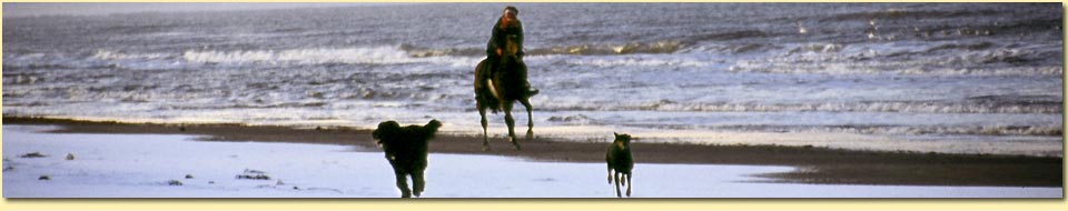 Barbara Pietrusky - Verhaltenspsychologie fr Hunde