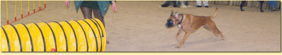 Barbara Pietrusky - Verhaltenspsychologie fr Hunde