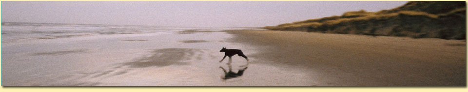 Barbara Pietrusky - Verhaltenspsychologie fr Hunde