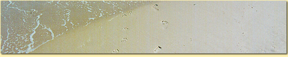 Barbara Pietrusky - Verhaltenspsychologie fr Hunde