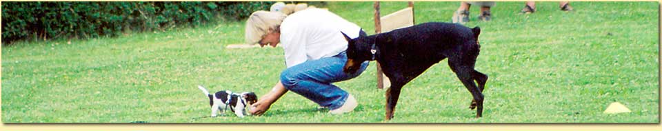 Barbara Pietrusky - Verhaltenspsychologie fr Hunde