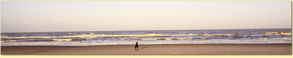 Barbara Pietrusky - Verhaltenspsychologie fr Hunde