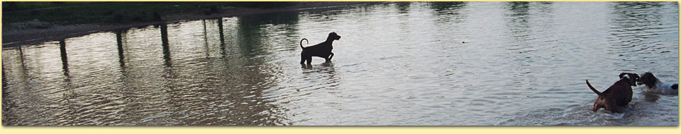 Barbara Pietrusky - Verhaltenspsychologie fr Hunde