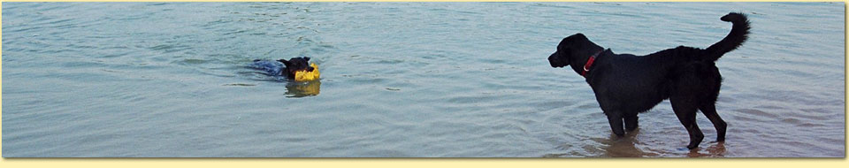 Barbara Pietrusky - Verhaltenspsychologie fr Hunde